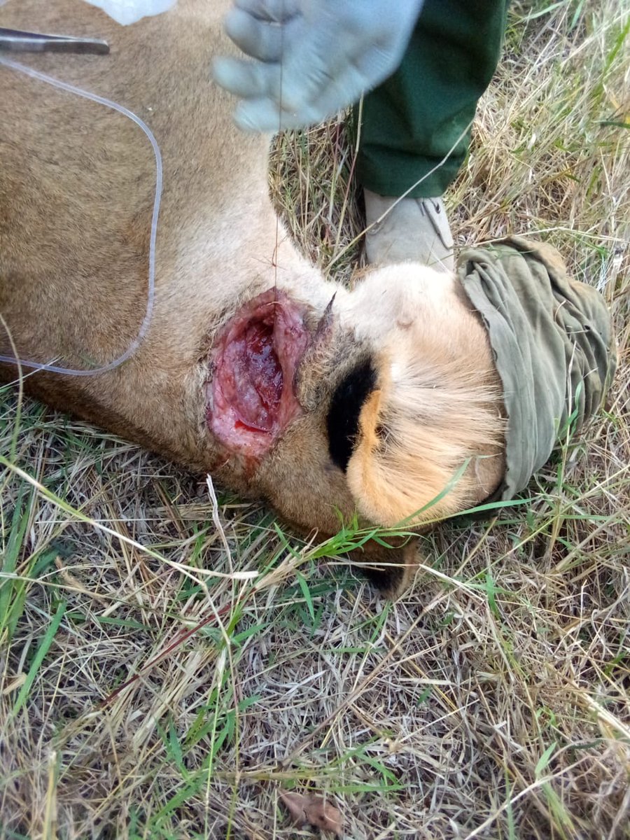A heartbreaking scene awaited the KWS PAMU team and the Mt. Kenya Veterinary Unit as they responded to a report of a lion in distress in the Nginyei area near Lolldaiga Conservancy. Upon arrival, they found a lioness lying motionless 😢. A closer examination revealed a deep,