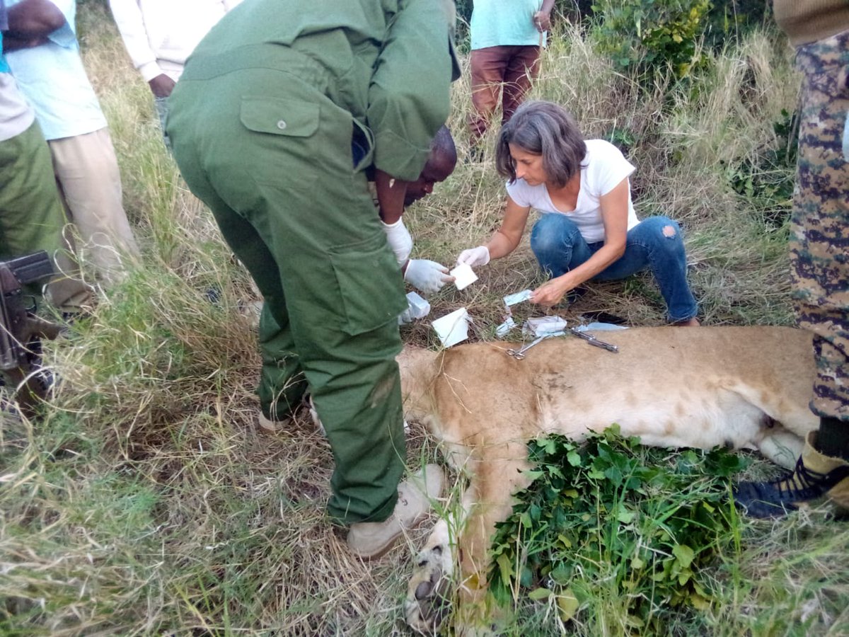 Kenya Wildlife Service tweet media