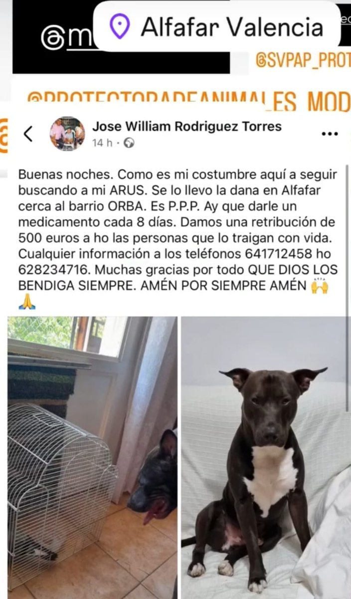 📢📢#ARUS ,te seguimos buscando!!
#PERDIDO durante la #DANA en #Alfafar #Valencia . Precisa medicación 💊!! 
☎️En publicación