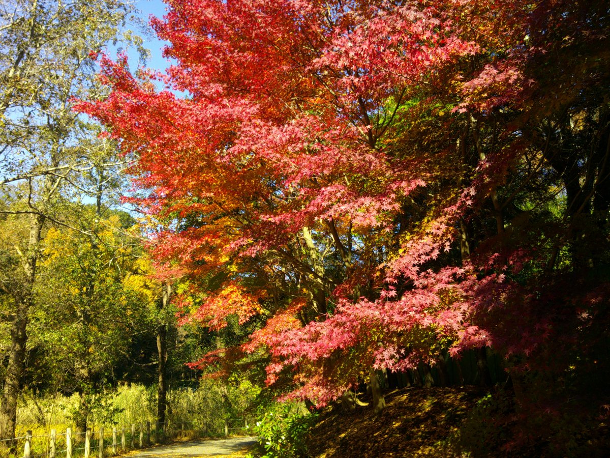 CHOWCHOW DELICA powered by ハミングバード東京 (@HUMMINGBIRD0149) / X