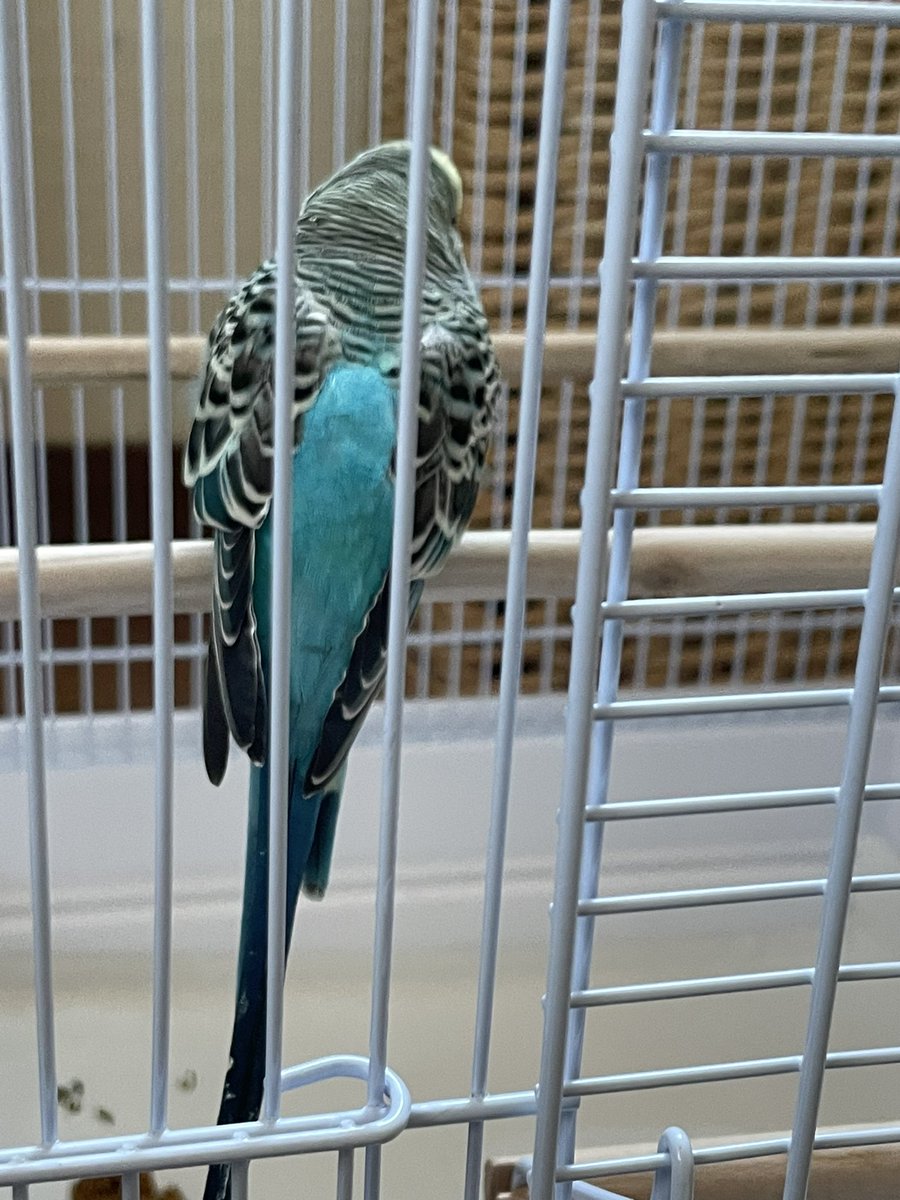 UkvB5uPupWWy6H1's tweet photo. #セキセイインコ #拡散希望 #三重県四日市市 #保護鳥 #迷子鳥 #警察届済 https://t.co/R5li56QkzB