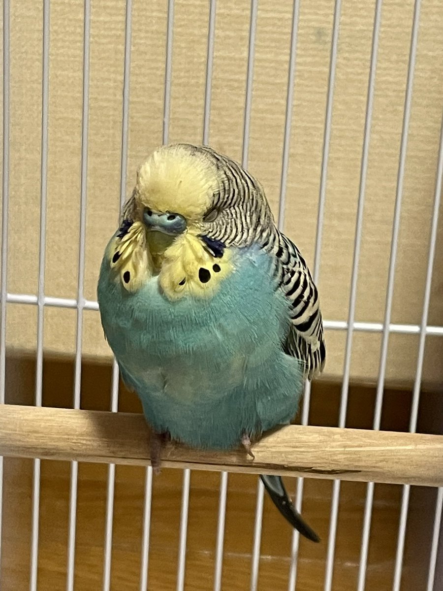 UkvB5uPupWWy6H1's tweet photo. #セキセイインコ #拡散希望 #三重県四日市市 #保護鳥 #迷子鳥 #警察届済 https://t.co/R5li56QkzB