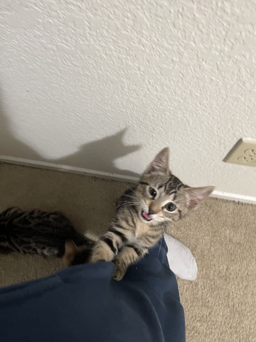 Friends of Bear Cat Rescue tweet media