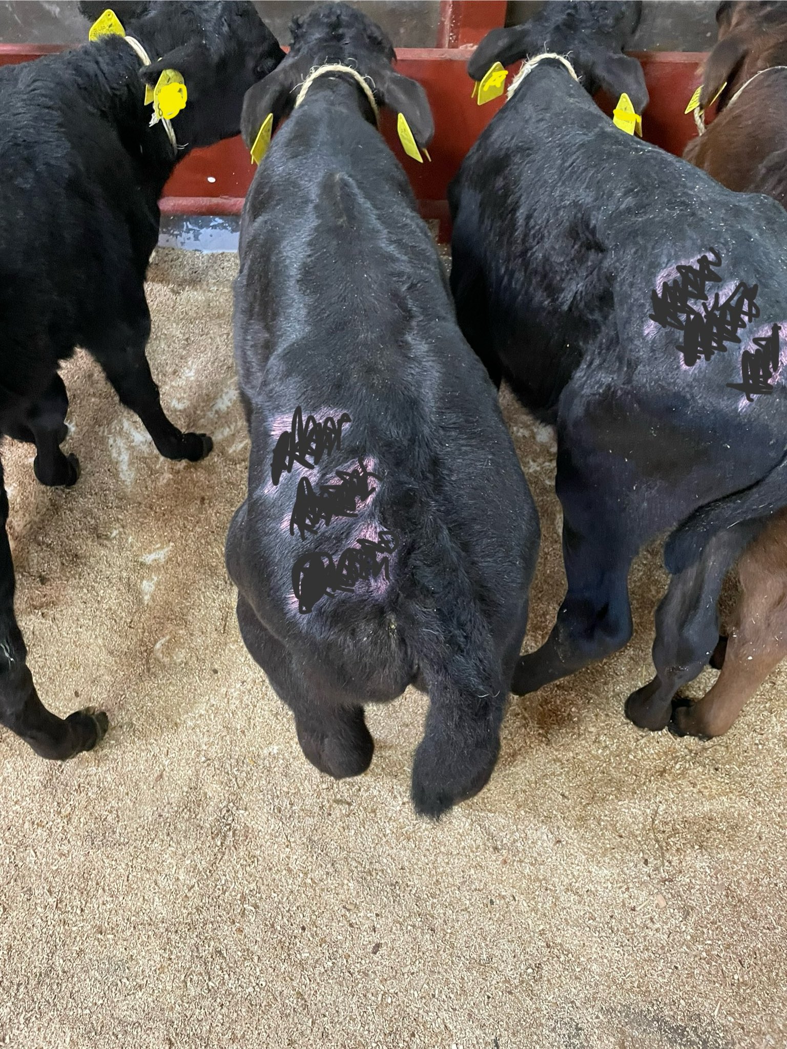 アニマルジェネティックスジャパン(AGグループ) 公式 (@AGGP1129