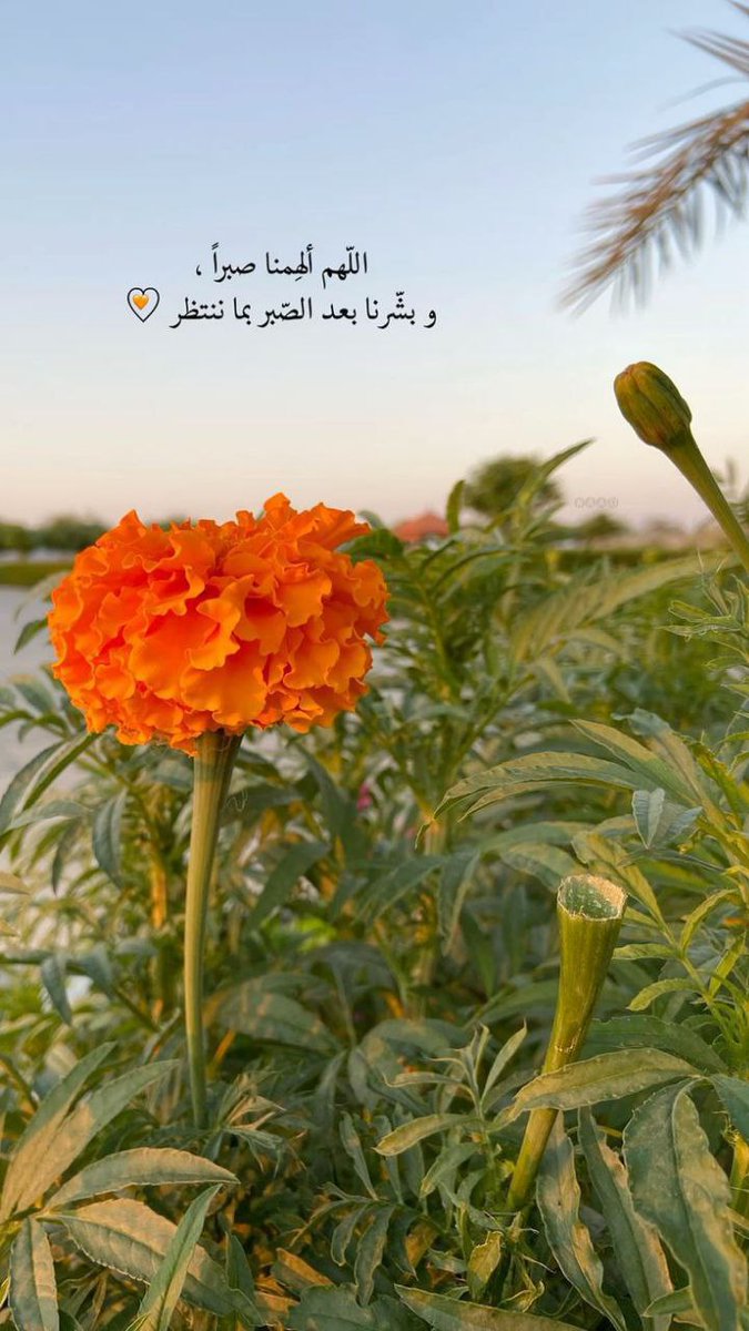 "دعَا ودمعٌ على خدَّيهِ يندرجُ
والقلبُ مِن شدَّةِ الأوجاع يختلجُ

حتى إذا استيأس المضطرُّ مِن فرَجٍ
أتى على قدَرٍ .. من ربِّهِ الفرَجُ

لا ييأسِ العبدُ من رَوح الذي جعل الـ
صباح بعد اشتداد الليل ينبَلِجُ."
#طيب_اثرك