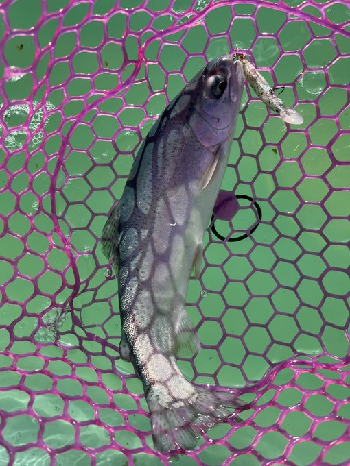 今日はじごくのプールで8匹 