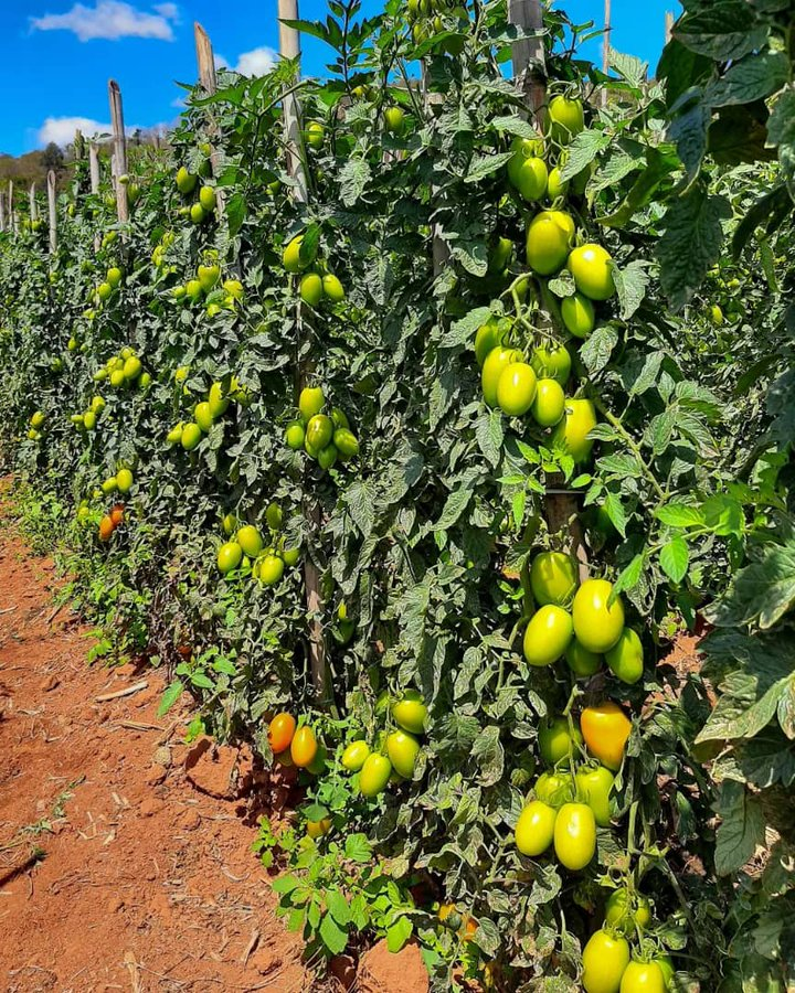 ZamukaGreenSol's tweet photo. To succeed in tomato farming and overall agricultural production, we must select #CropVarieties well-suited to our #soil conditions, #climate, and #market demands.
Photo: AGRONOMME 🇷🇼 https://t.co/h057rdodnU
