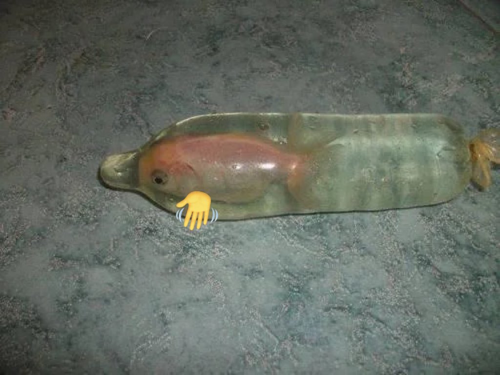 Condom Fish tweet media