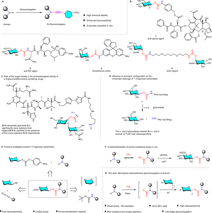 Stereoselective chemical N-glycoconjugation of amines via CO2 incorporation nature.com/articles/s4146…