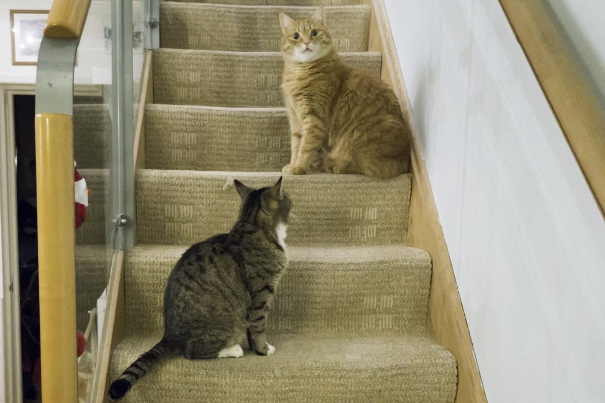 Hey <a href="/peppercatgreen/">Pepper R.I.P Photos</a> Rainbow Bridge is pretty much like Dads house isn't it.