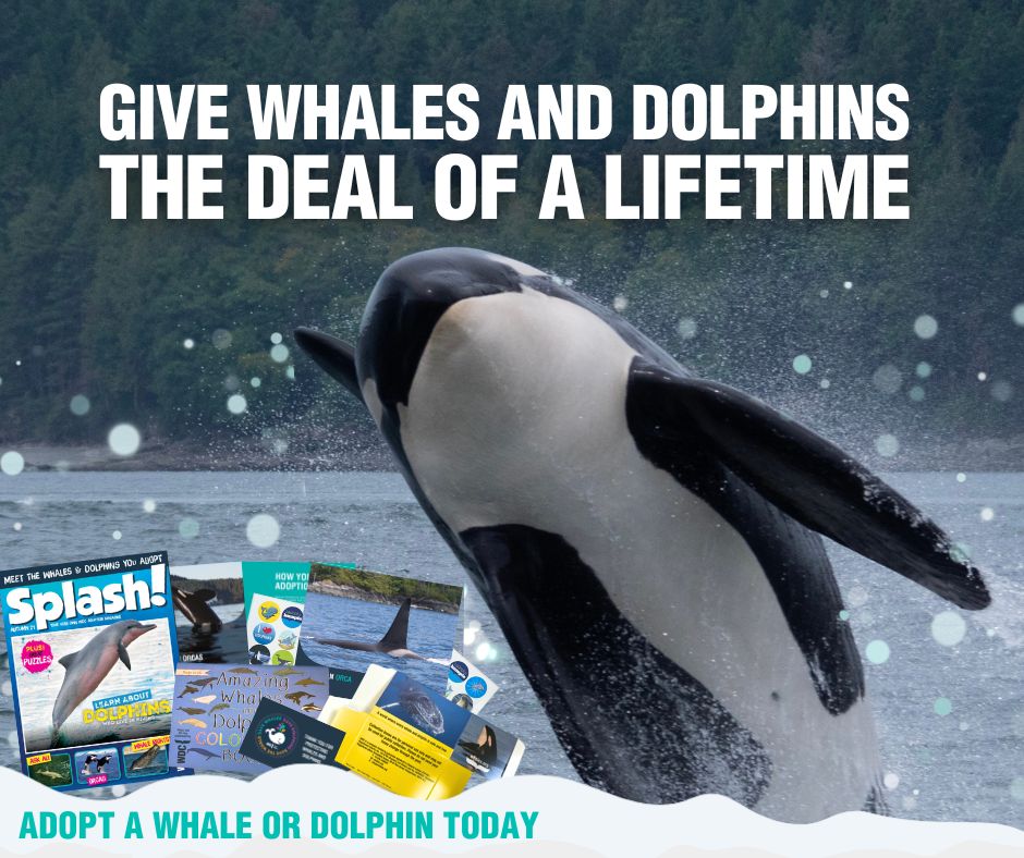 This Black Friday, skip the sales &amp; make a lasting impact!  Adopt a whale or dolphin and help create safer seas and protect them for future generations 👉  ow.ly/3kQS50UgvoC

💙 Adopt by Dec 17 for Christmas delivery!