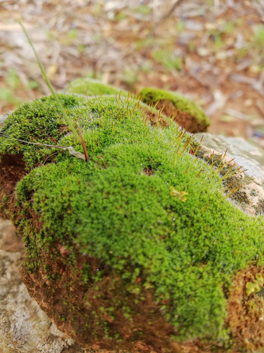 canva_in's tweet photo. لا زالت هذه الذكرى بعدستي بهاتف #huaweip30pro
اعظم اصدارات #هواوي في التصوير في ذلك الوقت https://t.co/4FD74Uz45B