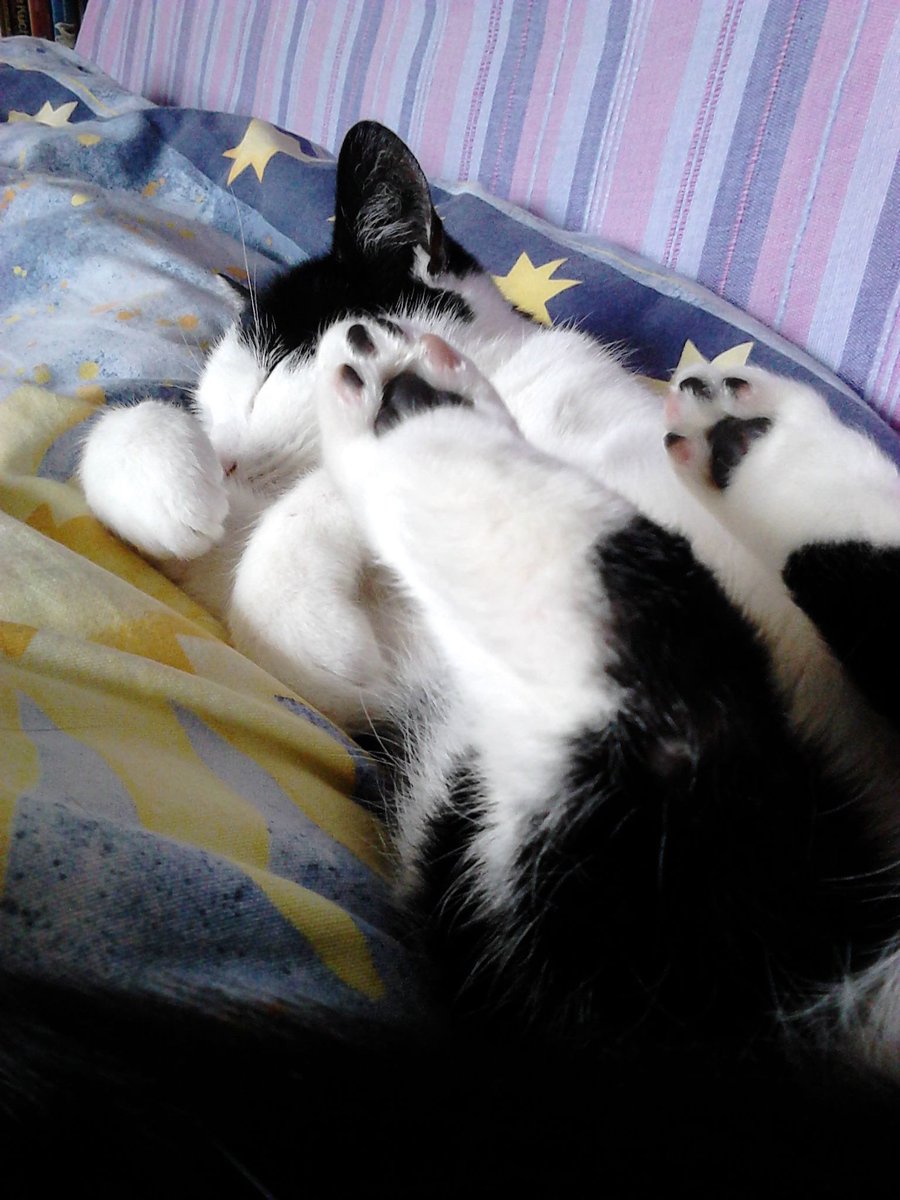 rianna_ivancice's tweet photo. How many liters of tears will it take to feel okay again ? 

I just want to silently trespass the gates of kitty heaven to hold you one more time, my dear angel 🤍

#petloss #bestcat https://t.co/dbtBiWf3VR