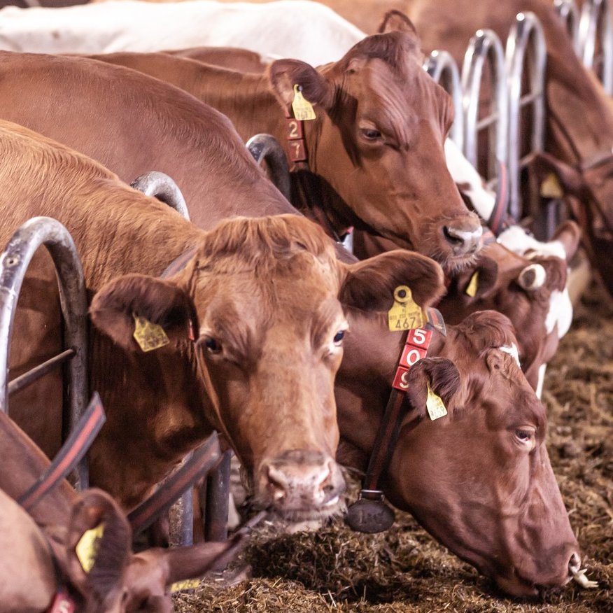 Tiesitkö, että kaupassa myytävää #suomalaistalihaa voidaan jäljittää aina tilalle saakka? Lihan jäljitettävyys tarkoittaa, että valmistaja pystyy kertomaan, keneltä raaka-aineet on hankittu ja kenelle tuotteet on toimitettu.

Lue lisää: lihatiedotus.fi/vastuullisesti…

#hyväälihasta