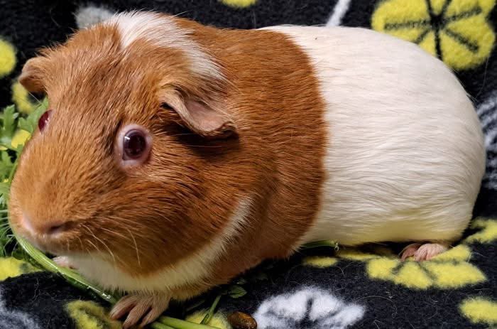 Critter Corral GPR tweet media