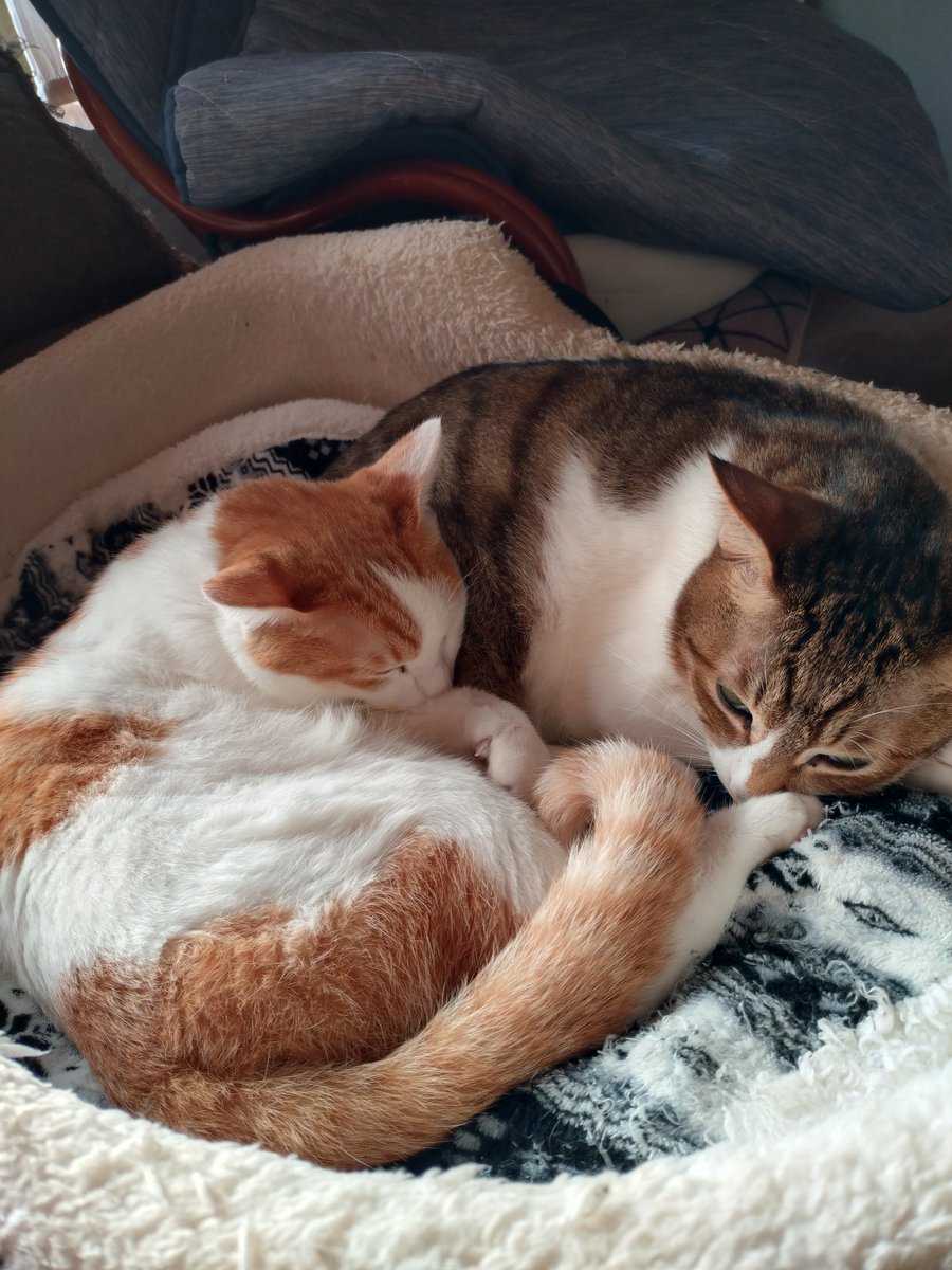 nekokitsuon's tweet photo. 仲良く引っ付いてる
5歳の兄弟猫𓃠 https://t.co/xFhtqNulvp
