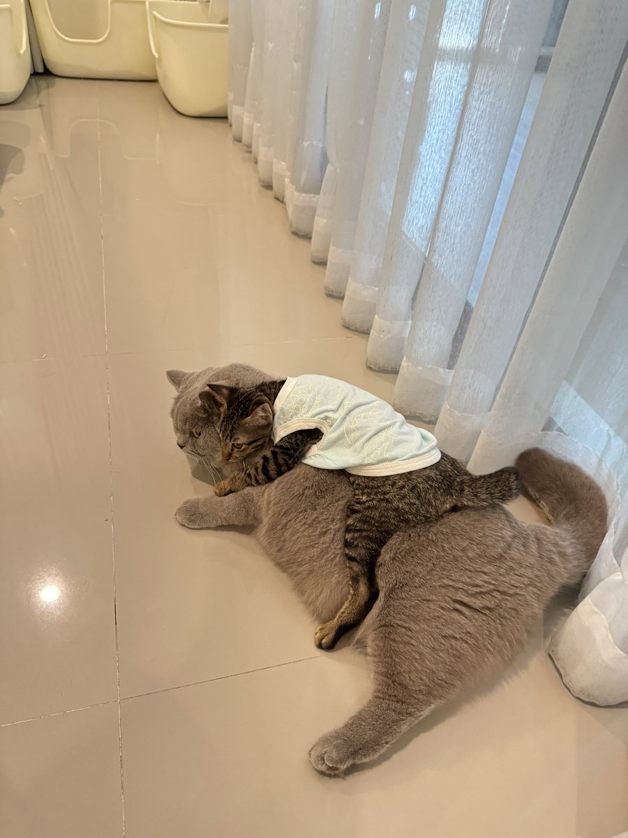 [#หาบ้านให้แมว] 
 
#ตื่นสายตื่นบ่ายแมวจร 

ตื่นสายยังหาบ้านนะค้าบ ไม่มีคนทักมาเลยยย น้องน่ารักมากนะงับ ปลอดโรค 100% เข้ากับแมวโตได้ดีมาก 🥹