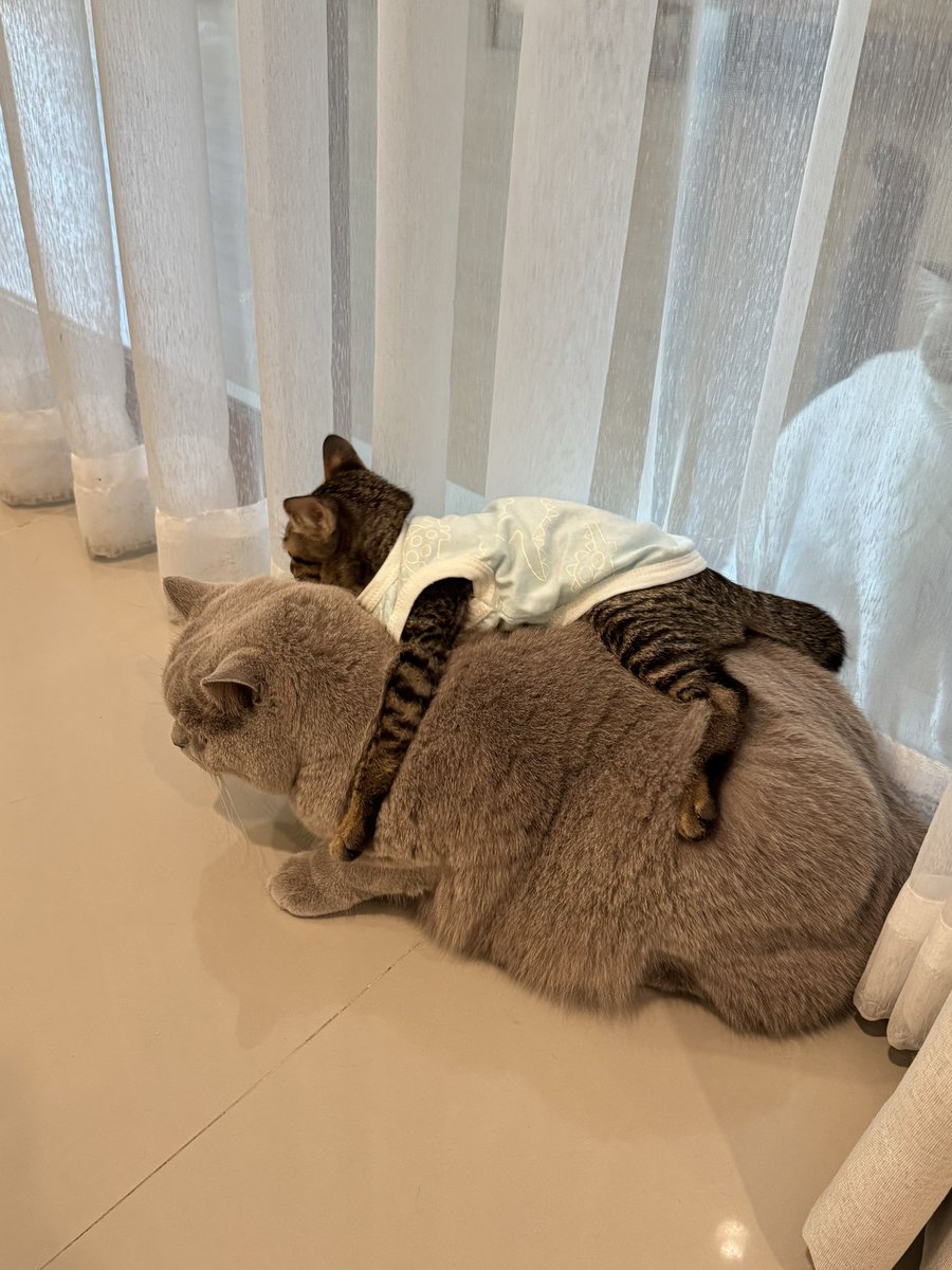 หนูนิดมีน้องเป็นโหล tweet media