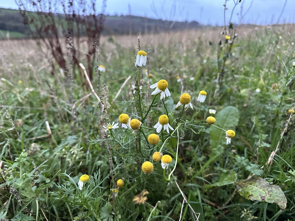 Regenerative chamomile in November! Try chamomile for the best sleep tregothnan.co.uk/products/chamo…