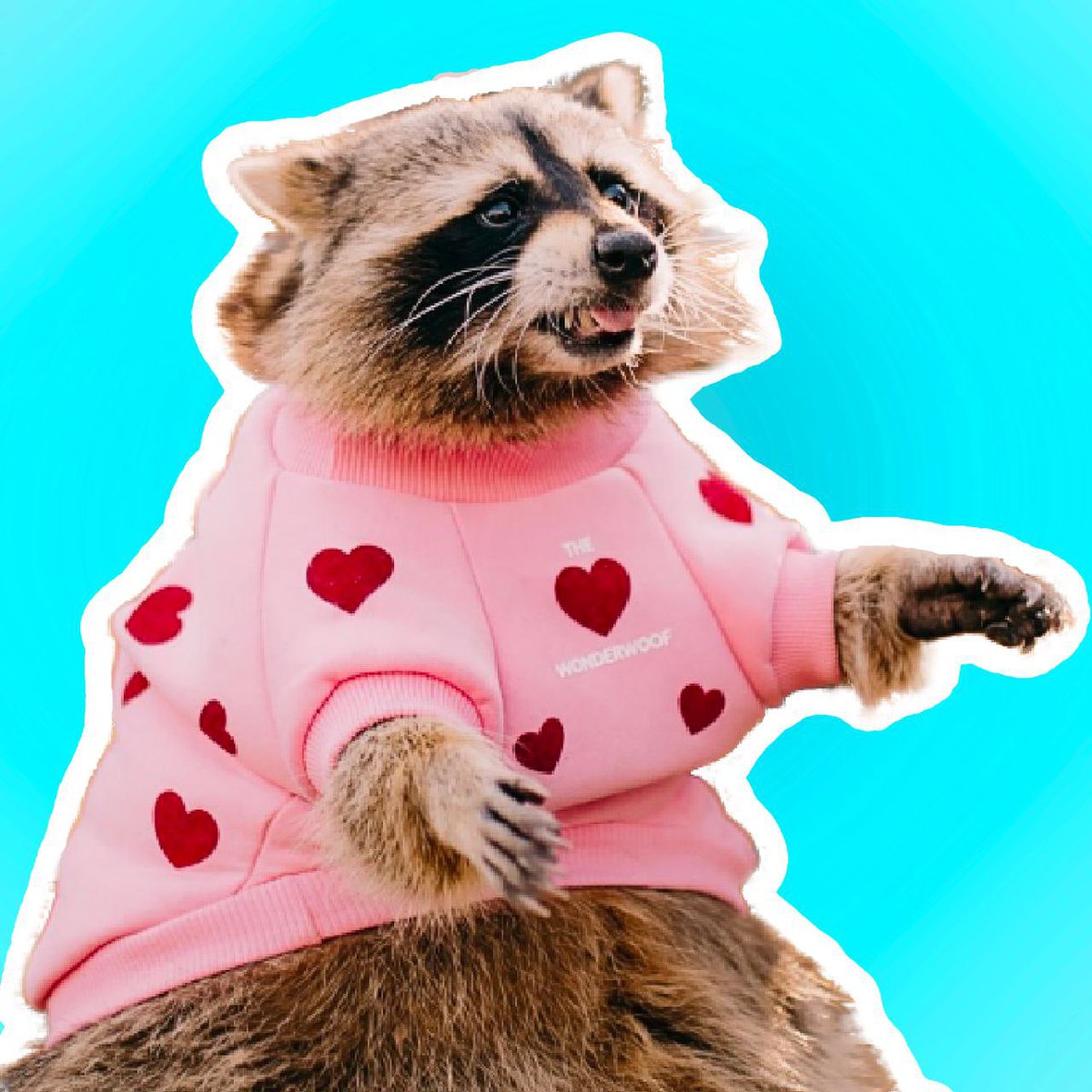 Stop losing money on pump.fun or any other bundled shitcoins, copycat coins and search for the OG’s in the industry.

$Tema is ready to melt faces. 🦝
The raccoon currently have over millions of followers of Instagram

Wait until the real fun starts 
#memecoins 🦝