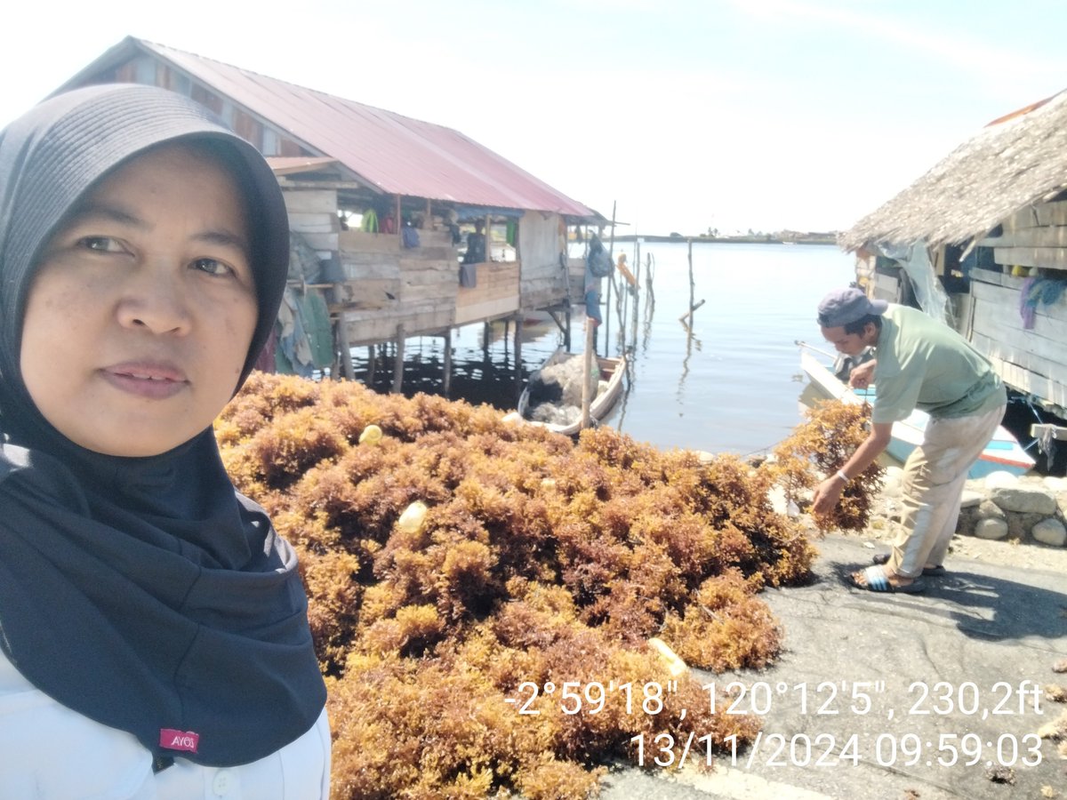 AsridaSyafri's tweet photo. Rabu (13/11/2024), Asrida Syafri, Luhkan Kota Palopo, Pokdakan sumber katonik, mendampingi panen RL Eucheuma cottonii, metode longline, panen 25 bentangan (150 kg basah), harga Rp. 14.000/kg kering
#GiatLuhkanSatminkalMaros
#KotaPalopo
#Panen https://t.co/Hnb6ZVzHmL