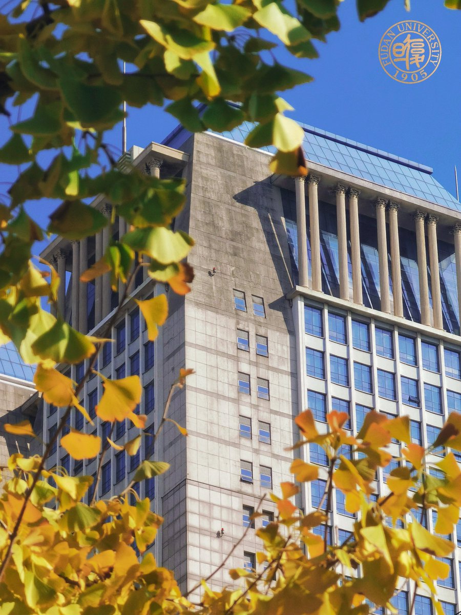 🍂 The first wave of ginkgo leaves has arrived at #Fudan! 🍂Golden pathways are about to reach their peak of beauty! 💛Step out of the lecture hall and embrace the ginkgoes! 💛
cr: JIANG Ziyi, HE Yuxi