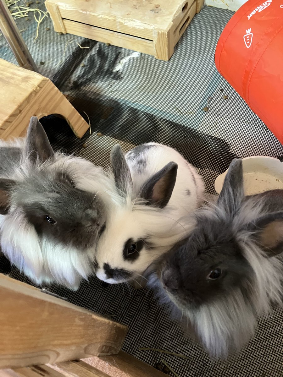 orientbokujo's tweet photo. 【オリエント牧場】

ウサギ（ミックス）19,800円（税込）
まだまだお問い合わせ可能です🤲

ウサギを��いたい方は
是非一度オリエント牧場へお越し下さい☺️

#オリエント牧場 #ウサギ #ウサギ販売
#ウサギと暮らす #うさぎがいる生活 https://t.co/SMuIHE5Lv4