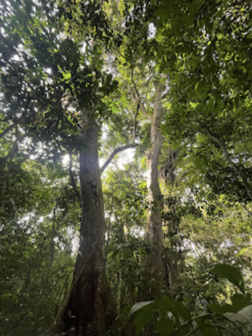 ISU_PYP's tweet photo. Fieldtrip to the forest with #ISUGrade4 to further inquire into forest ecosystems as part of our learning in science, art, writing settings and wellbeing #ISULearns #SharingThePlanet #IBPYP https://t.co/m8Bmgfz9bE