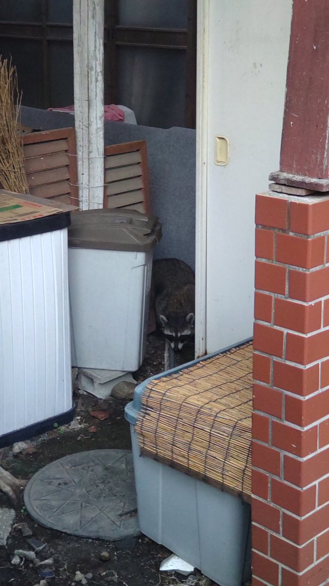 足立区で、まさアライグマみれるとは思わなかったな🧐近くから逃げ出したのかな。ハクビシンだったらごめんちゃ🤣
#猫のいる暮らし