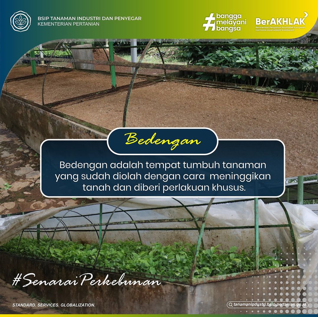 brmptri's tweet image. Hi, #frenSIP
Mari kita berkenalan dengan bedengan!
Bedengan adalah tempat tumbuh tanaman yang sudah diolah dengan cara meninggikan tanah dan diberi perlakuan khusus (misalnya pemberian pupuk organik, dan lain-lain).