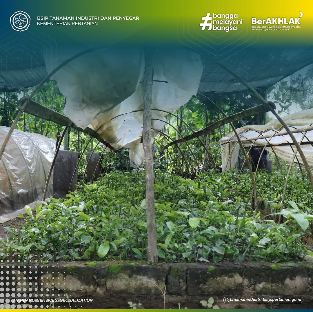 brmptri's tweet image. Hi, #frenSIP
Mari kita berkenalan dengan bedengan!
Bedengan adalah tempat tumbuh tanaman yang sudah diolah dengan cara meninggikan tanah dan diberi perlakuan khusus (misalnya pemberian pupuk organik, dan lain-lain).