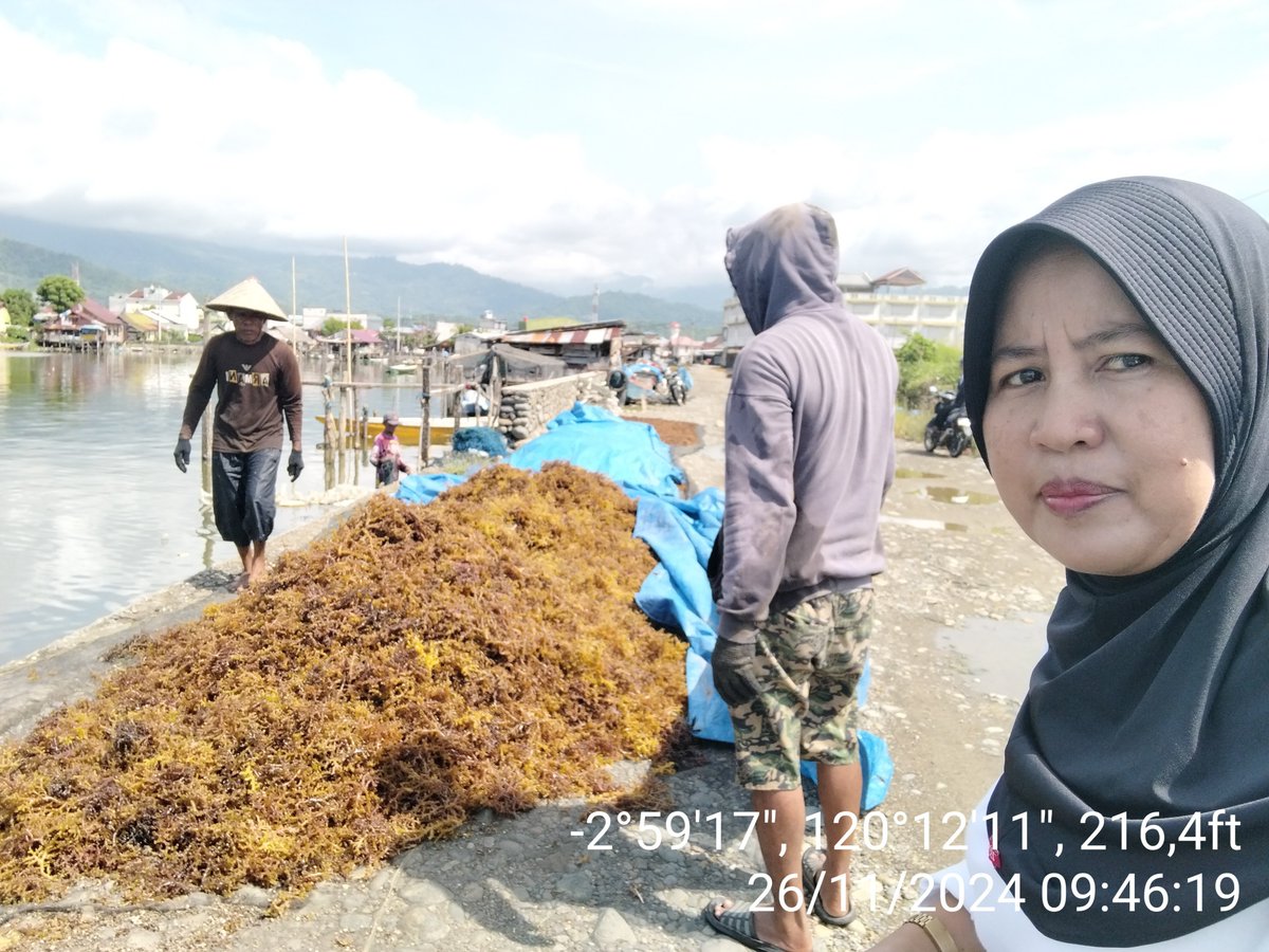 AsridaSyafri's tweet photo. Selasa (26/11/2024) Asrida Syafri, Luhkan Kota Palopo, Pokdakan surya katonik, kelurahan pontap, mendampingi panen RL Eucheuma cottonii, metode longline, panen 20 bentangan (120 kg basah), Harga Rp. 14.000/kg kering
#GiatLuhkanSatminkalMaros
#KotaPalopo
#Panen https://t.co/YWdgEAsL6h