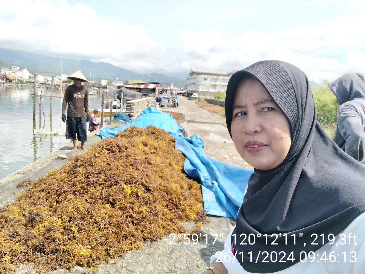AsridaSyafri's tweet photo. Selasa (26/11/2024) Asrida Syafri, Luhkan Kota Palopo, Pokdakan surya katonik, kelurahan pontap, mendampingi panen RL Eucheuma cottonii, metode longline, panen 20 bentangan (120 kg basah), Harga Rp. 14.000/kg kering
#GiatLuhkanSatminkalMaros
#KotaPalopo
#Panen https://t.co/YWdgEAsL6h