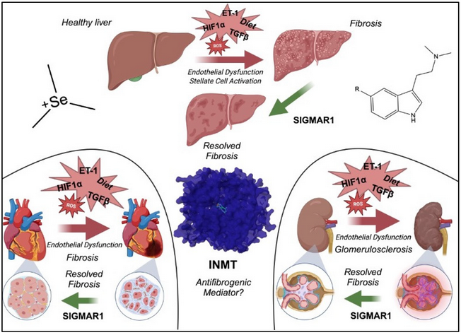 LiversMdpi's tweet photo. #mdpilivers                                        
Welcome to read the latest paper "Exploring Endogenous #Tryptamines: Overlooked Agents Against #Fibrosis in #ChronicDisease? A Narrative Review". 

Free full-text:  
https://t.co/NANmRPj0fJ

@HuntsKors https://t.co/3QD4Cjch0f