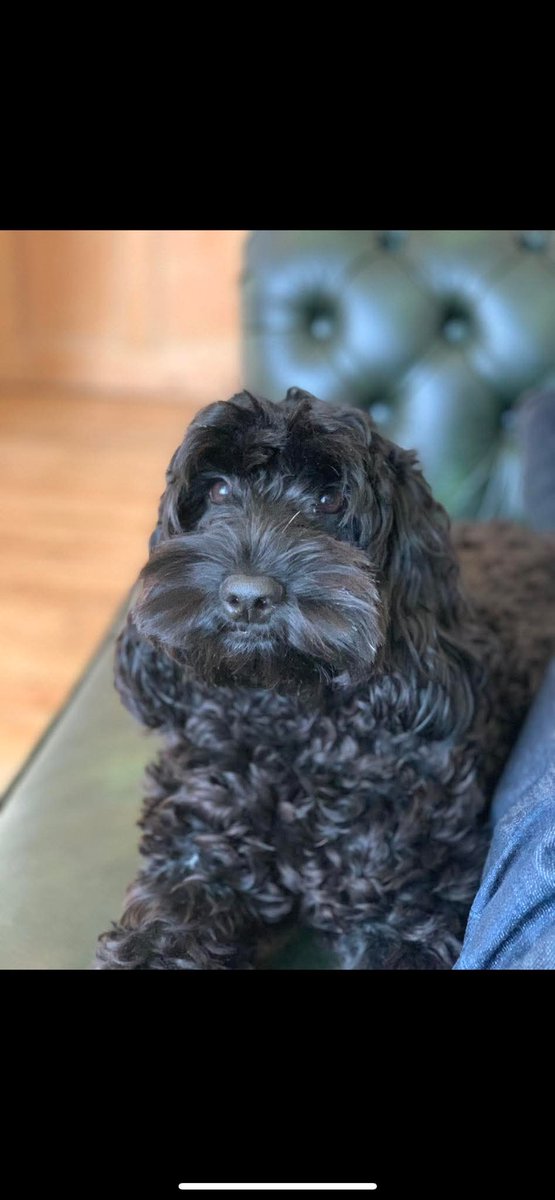 MissingPetsGB's tweet photo. #missing Butch was frightened by #fireworks and fled on 23 November 2024 💔
Hither Green area #Lewisham #SE13
#Cockerpoo https://t.co/yZzistNAn4