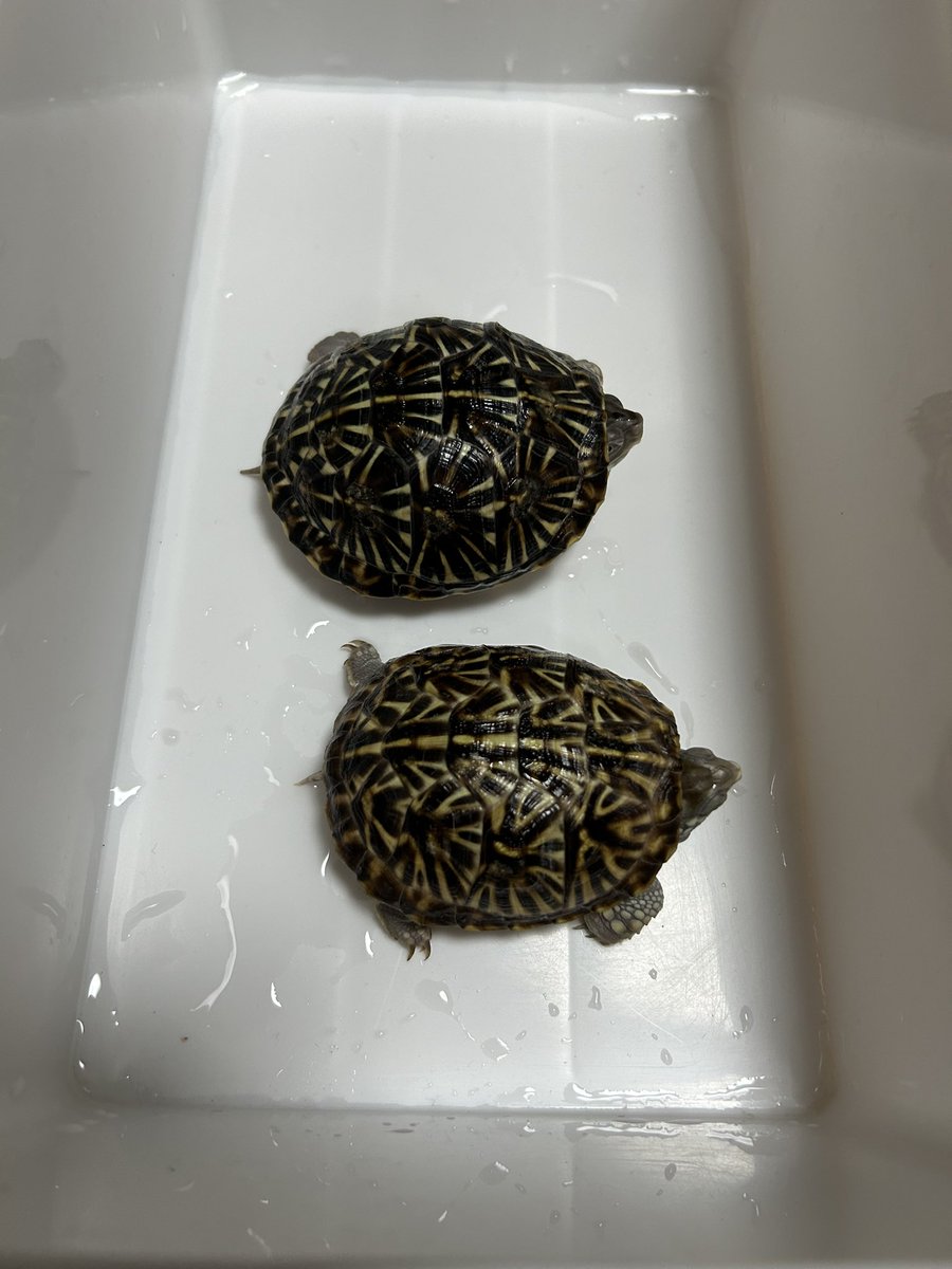 今年はじめて生まれたニシキハコ。
だいぶ成長しました。エサを食べる時などの動きが野生的というか、ちょっと怖い。いつか噛まれそう。まあ、その辺りがフロリダとは異なる魅力ですよね。親個体はようやく潜りました。無事に冬眠終えて、春にまた繁殖できたら良いなぁ。