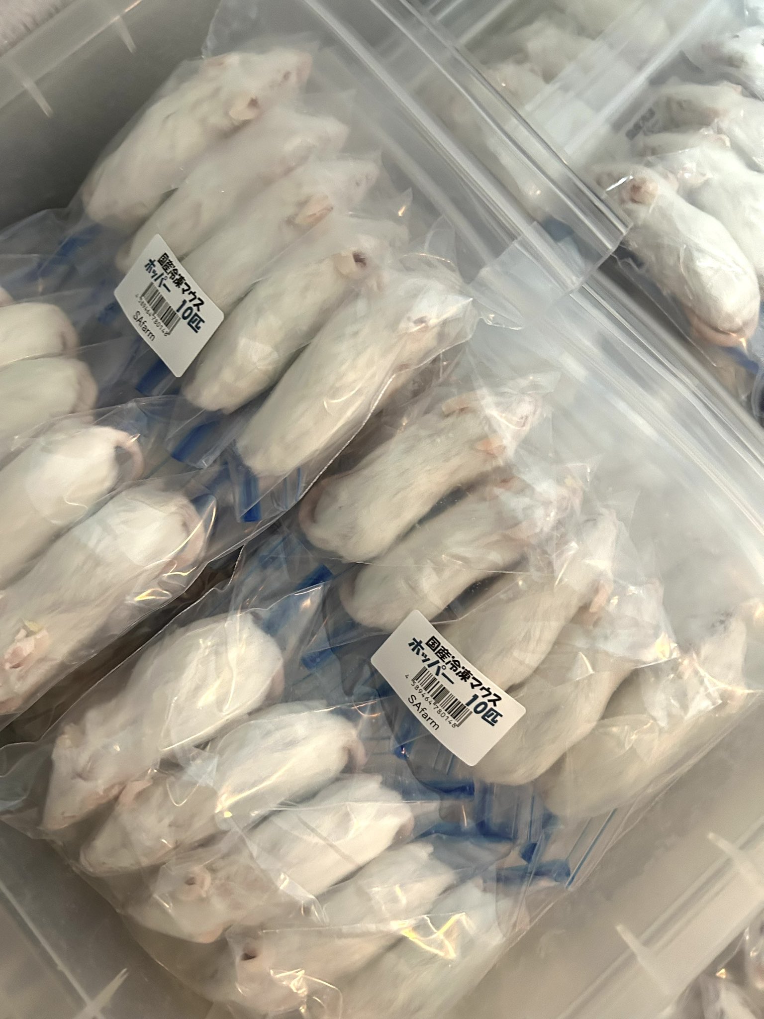 国産冷凍マウス リタイア 30匹(一部地域発送不可) 冷凍リタイアマウス