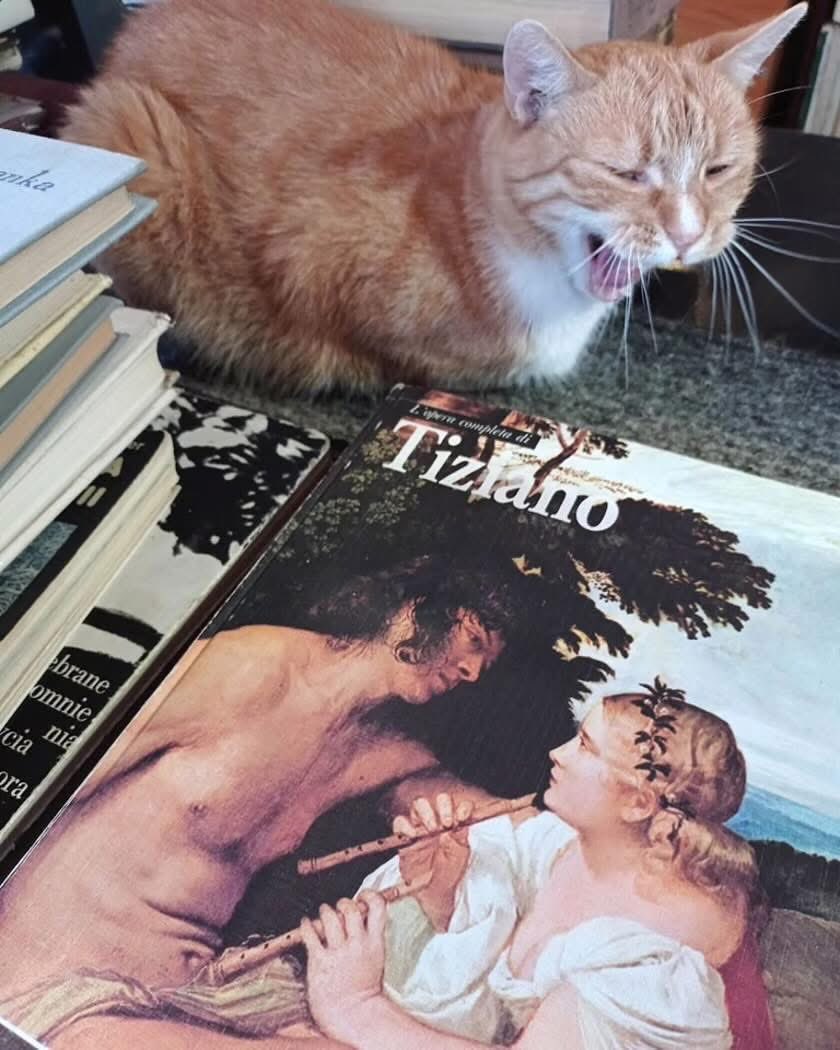 Potrzebujemy Waszej pomocy 🙏 Zaginął kot Tycjan z Antykwariatu przy ul. Szewskiej 64. Ostatni raz widziano go 15 listopada. Jest duży, spokojny, towarzyski i rudy. Jeśli go widzieliście lub wiecie, gdzie może być, dajcie znać pod numerem 71 343 72 39🥺
👉 wro.news/utktc3