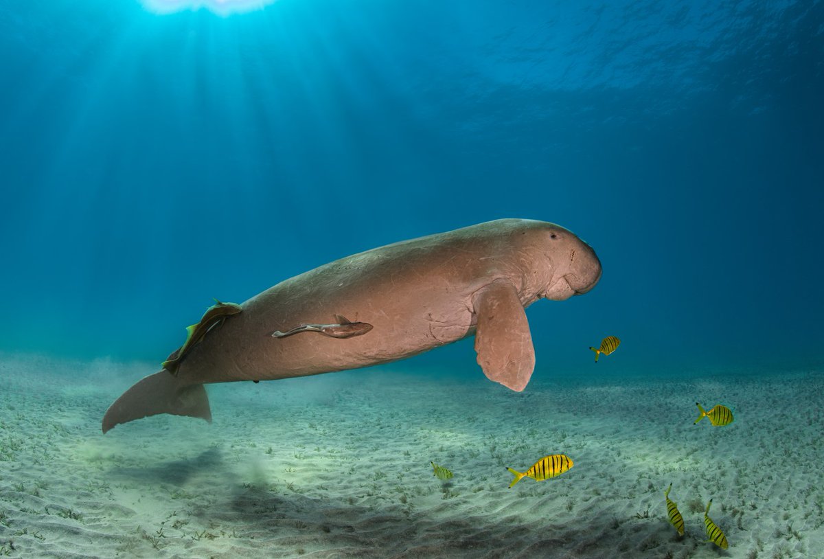 Outremers360 (@outremers360) on Twitter photo La Fondation de la mer lance un fonds d'urgence pour la #biodiversité en #NouvelleCalédonie après les émeutes 
➡️tinyurl.com/2tstem96
🪸 La Fondation de la mer a annoncé jeudi le lancement d'un fonds d'urgence avec l'ambition de récolter un million d'euros d'ici la fin de La Fondation de la mer lance un fonds d'urgence pour la #biodiversité en #NouvelleCalédonie après les émeutes 
➡️tinyurl.com/2tstem96
🪸 La Fondation de la mer a annoncé jeudi le lancement d'un fonds d'urgence avec l'ambition de récolter un million d'euros d'ici la fin de