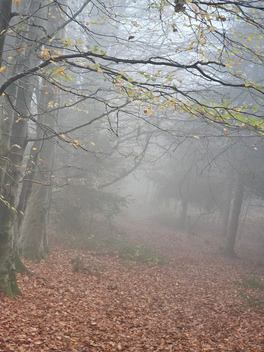 torfaencouncil's tweet photo. Blaen Bran Community Woodland has been recognised as part of the National Forest of Wales.
The Welsh Government’s National Forest programme aims to create a network of woodlands across Wales.
Visit https://t.co/W1TYsXFMM7
#NationalTree Week #NurtureNatureTorfaen https://t.co/fSev0jnVww