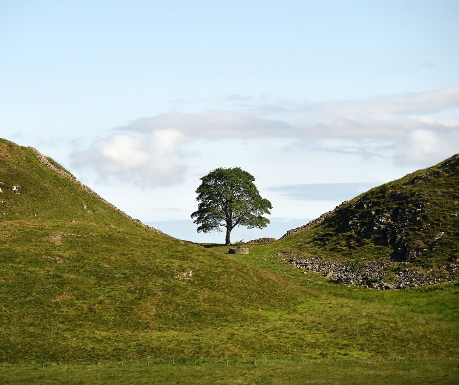 The Parks Trust (@theparkstrust) on Twitter photo A #TreeOfHope for Milton Keynes! 🌳
We are honoured that the <a href="/NationalTrust/">National Trust</a> has selected The Parks Trust as one of the recipients of a ‘Trees of Hope’ Sycamore Gap sapling.
Read more: theparkstrust.com/treeofhope
Photo credit ©National Trust Images/ John Millar
#NationalTreeWeek A #TreeOfHope for Milton Keynes! 🌳
We are honoured that the <a href="/NationalTrust/">National Trust</a> has selected The Parks Trust as one of the recipients of a ‘Trees of Hope’ Sycamore Gap sapling.
Read more: theparkstrust.com/treeofhope
Photo credit ©National Trust Images/ John Millar
#NationalTreeWeek