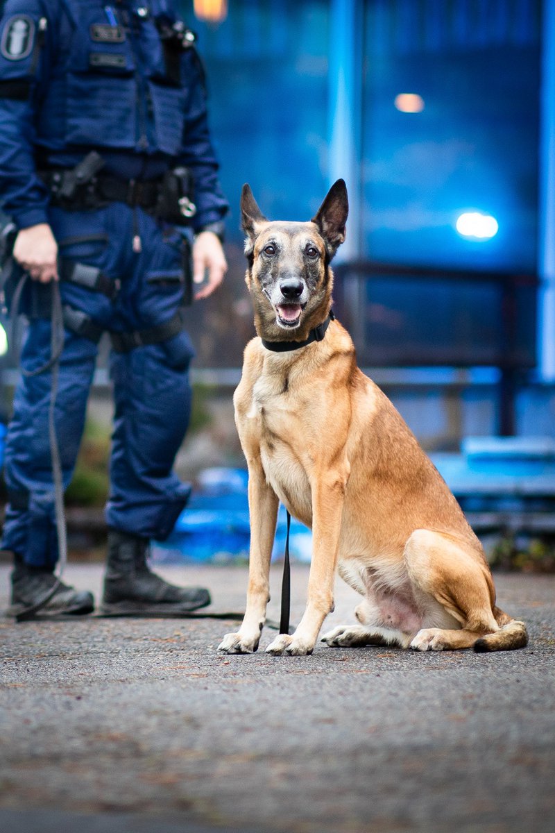 Polamk's tweet photo. Onnittelut Vuoden poliisikoira Kuhalle ja ohjaajalleen Mikolle @SiSuPoliisi!
Viime jouluna Kuha löysi lumikasaan hautautuneen pojan, ja hänet saatiin pelastettua. 
Kennelliiton tiedote Vuoden virkakoirista: https://t.co/4zRRlbhuc6
@kennelliitto @JoniTonteri 
Kuva: Jukka Pätynen https://t.co/YZpDY3wK64