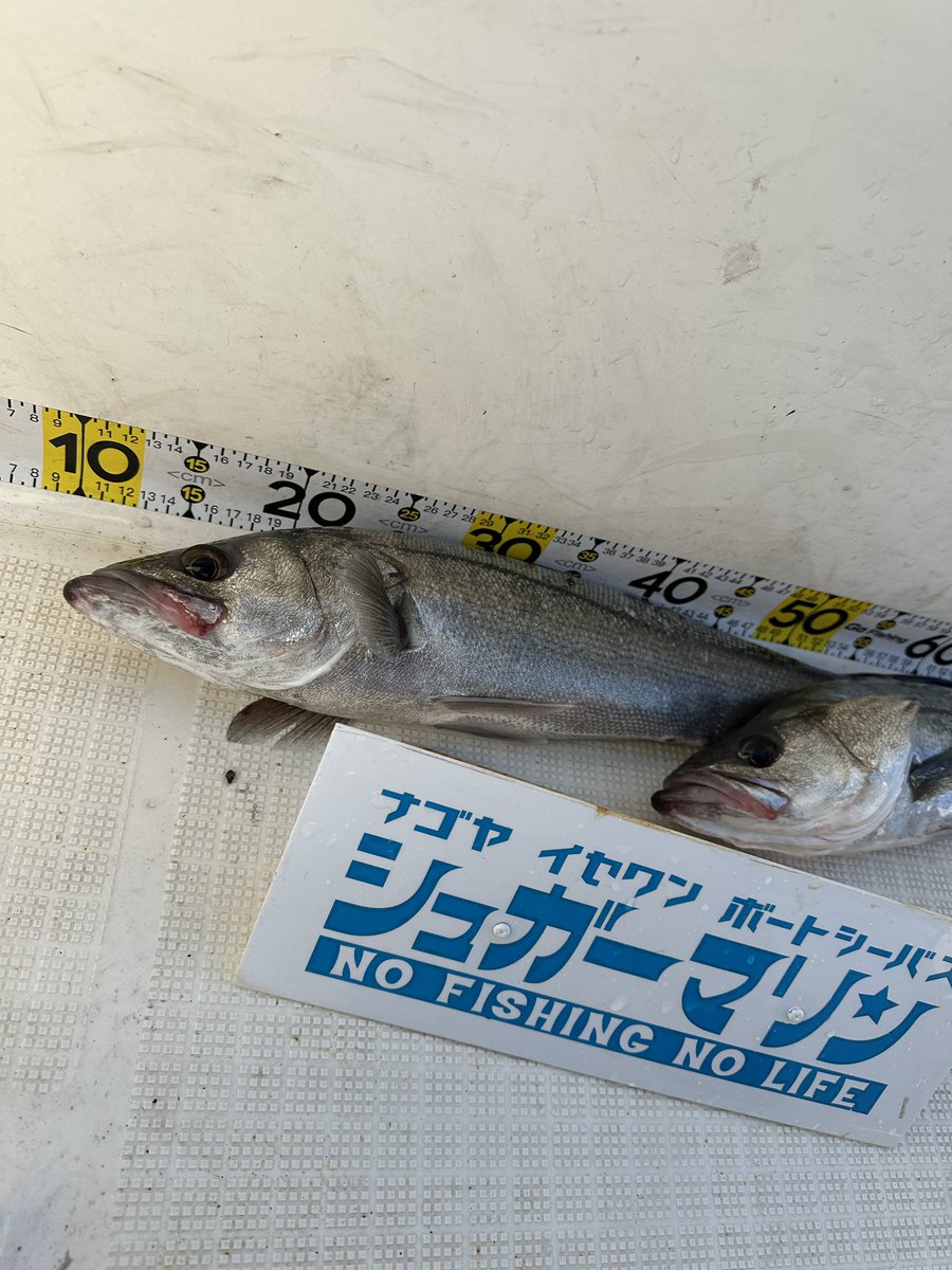sugarmarin2022's tweet photo. 予報と違って風ビュービュー。
でも釣れた♪#ボートシーバス#sugarmarin#名古屋港#名古屋港シーバス#伊勢湾#釣果#釣りガール#seabaka#釣りバカ#釣り女子#シーバス#ランカーシーバス#穴撃ち#魚釣り#マゴチ#ブリ#ハマチ#サゴシ#サワラ#名古屋港ガイド船
#穴撃ち https://t.co/yKwThQyU54