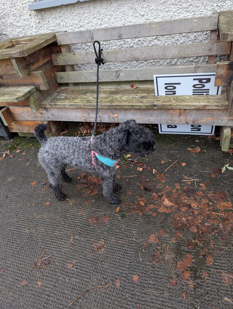 ThomasinaOlwill's tweet photo. #dogsatpollingstations Voting done! https://t.co/PwzC0J7Bam