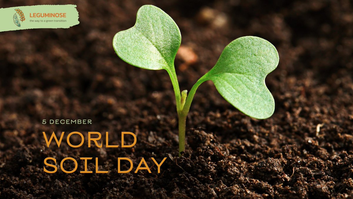 Happy #WorldSoilDay 🌱

95% of our food comes from soil. Healthy soils are the basis for healthy and nutritious food.

At LEGUMINOSE, we aim to improve soil health through legume-cereal intercropping. 🌾🌱

Let's sow the seeds of change!