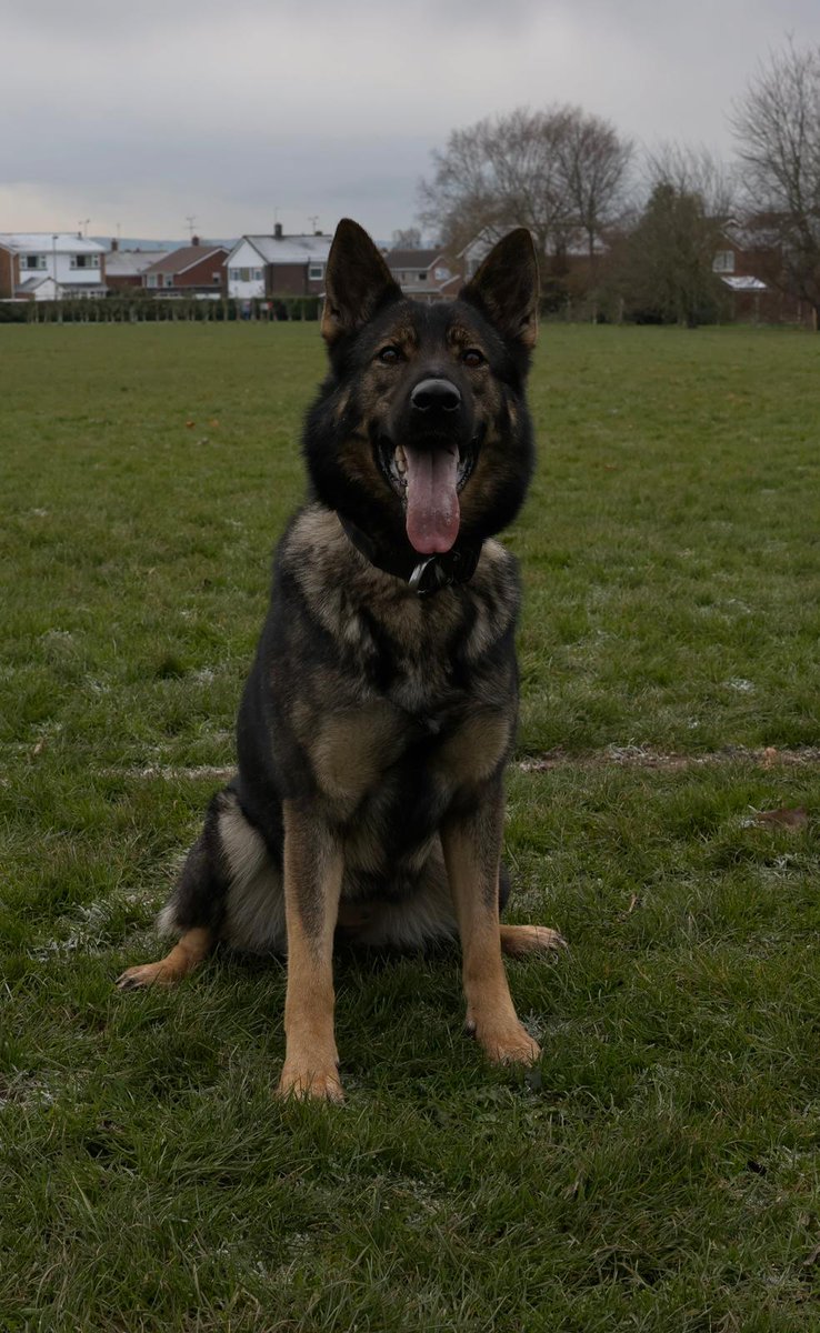 GMPDogs's tweet photo. PD Nicki was deployed after 3 armed suspects.
The suspects were responsible for drug dealing in the the North Manchester area.
One of the suspects was non compliant and was swiftly advised by PD Nicki.
Great work team. https://t.co/3dMNiaWV97