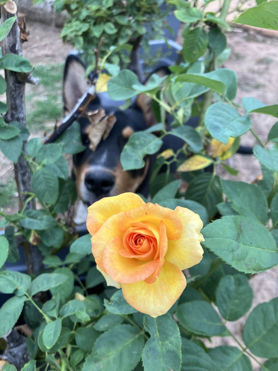 Caroline Dix tweet media