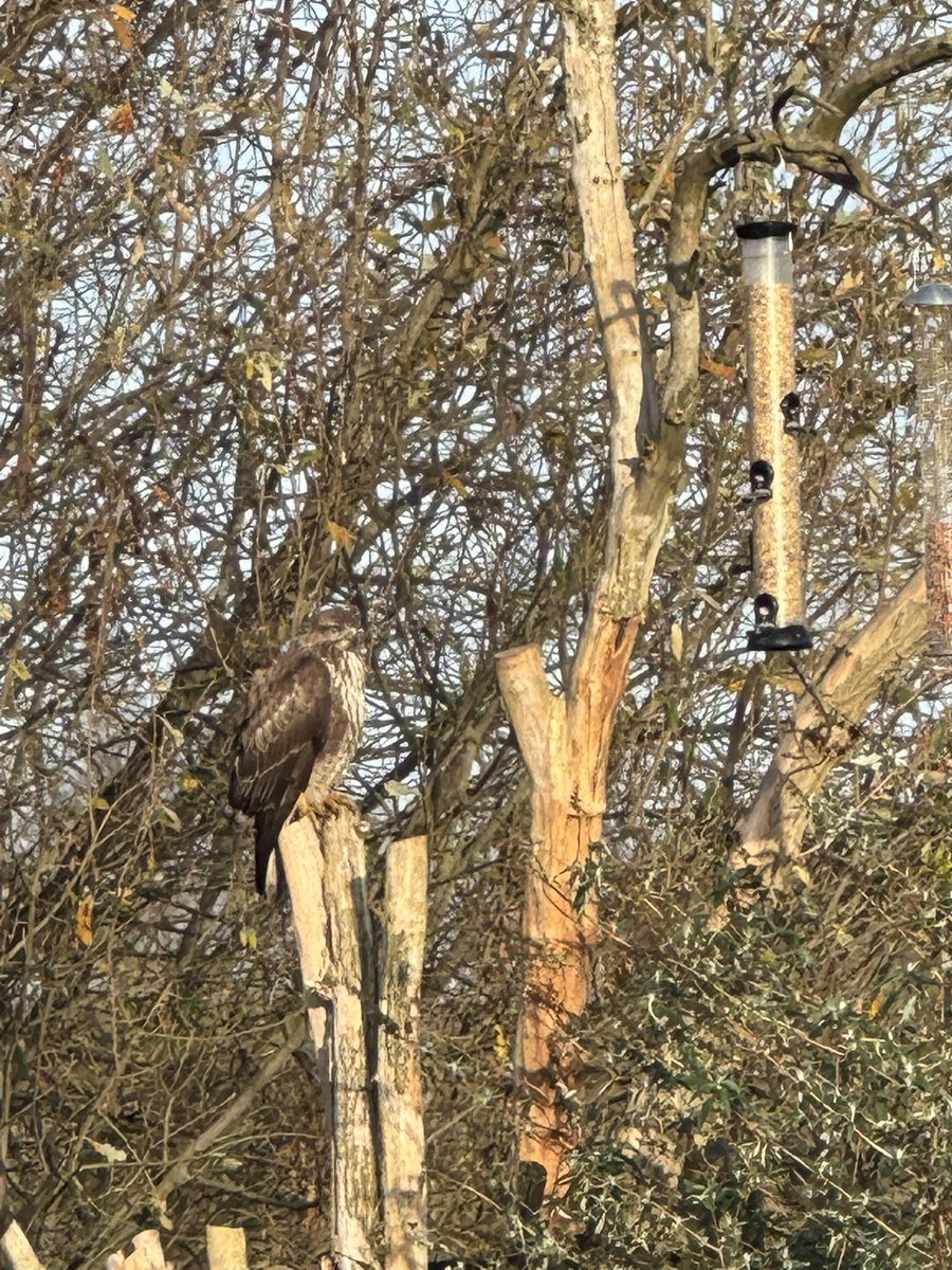Not surprised my bird feeders weren’t very popular this morning… <a href="/Natures_Voice/">RSPB</a> <a href="/CambsBirdClub/">Cambs Bird Club</a> #gardentick