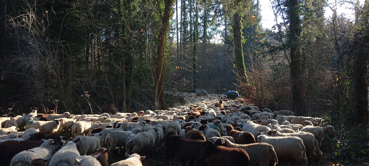 The Cábrer 🪶🏇🏼🐏🐑🐑🐑🐐🐕‍🦺🐕‍🦺🪶 tweet media