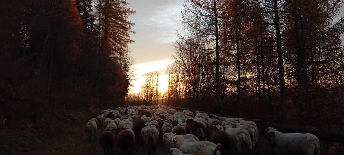 The Cábrer 🪶🏇🏼🐏🐑🐑🐑🐐🐕‍🦺🐕‍🦺🪶 tweet media